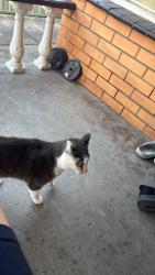 Found/Stray Unknown Cat last seen Ginifer Station, Saint Albans, VIC 3021