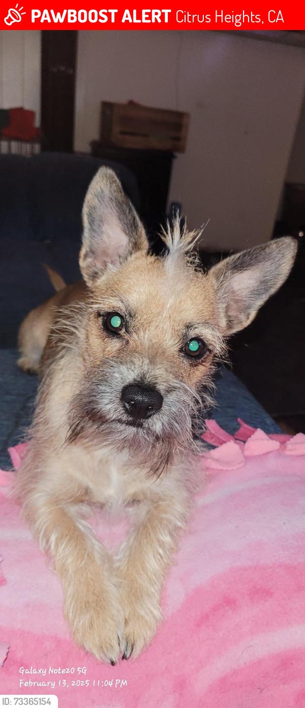 Lost Male Dog last seen Antelope Road, Citrus Heights, CA 95621