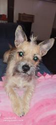 Lost Male Dog last seen Antelope Road, Citrus Heights, CA 95621