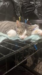 Lost Male Cat last seen Pratt at, Baltimore, MD 21223