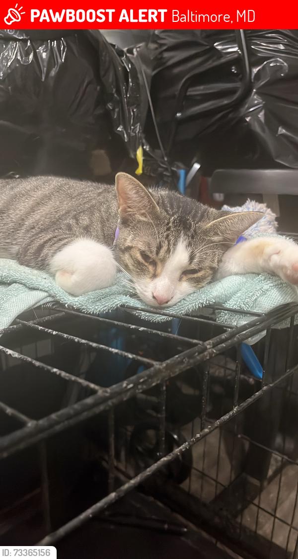 Lost Male Cat last seen Pratt at, Baltimore, MD 21223