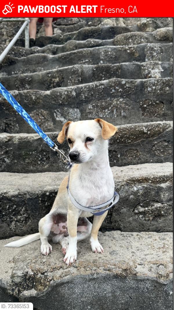 Lost Male Dog last seen In between Fresno Chandler Executive Airport and Columbia Elementary School, Fresno, CA 93706