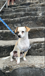 Lost Male Dog last seen In between Fresno Chandler Executive Airport and Columbia Elementary School, Fresno, CA 93706