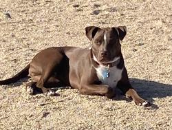 Reunited Male Dog last seen 24th Street & Carlise, Cave Creek, AZ / South of Joy Ranch Road, Cave Creek, AZ 85331