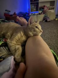Lost Male Cat last seen Shaw and palm, Fresno, CA 93704