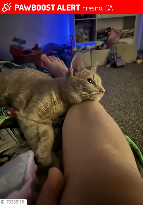Lost Male Cat last seen Shaw and palm, Fresno, CA 93704