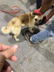 Found/Stray Male Dog last seen Near aldine bender and the hardy toll rd, Houston, TX 77039