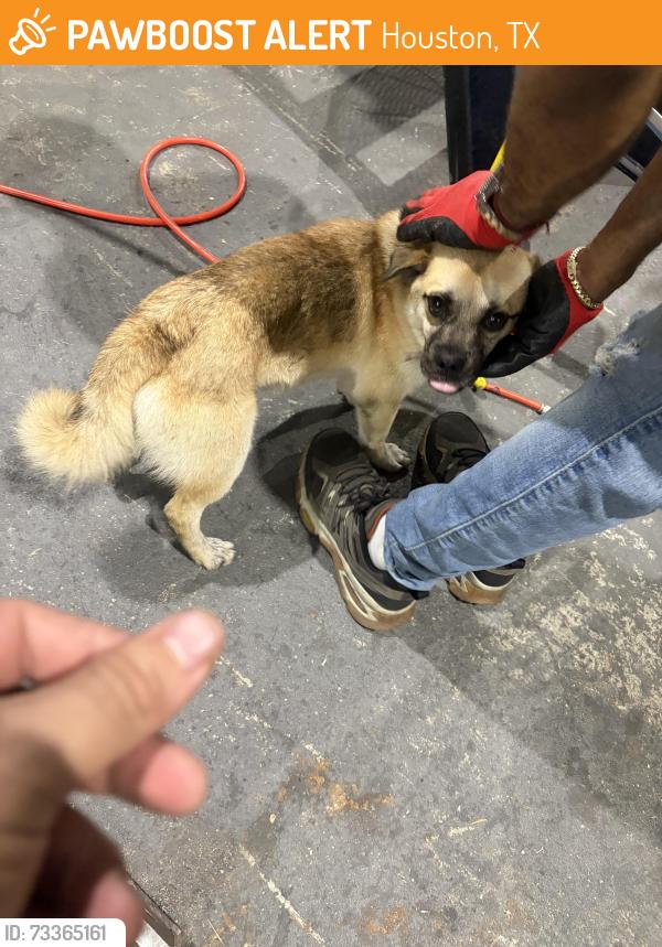 Found/Stray Male Dog last seen Near aldine bender and the hardy toll rd, Houston, TX 77039
