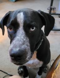 Reunited Female Dog last seen Peek Rd & Emily Park Ln, Texas 77450, USA, Fort Bend County, TX 77494