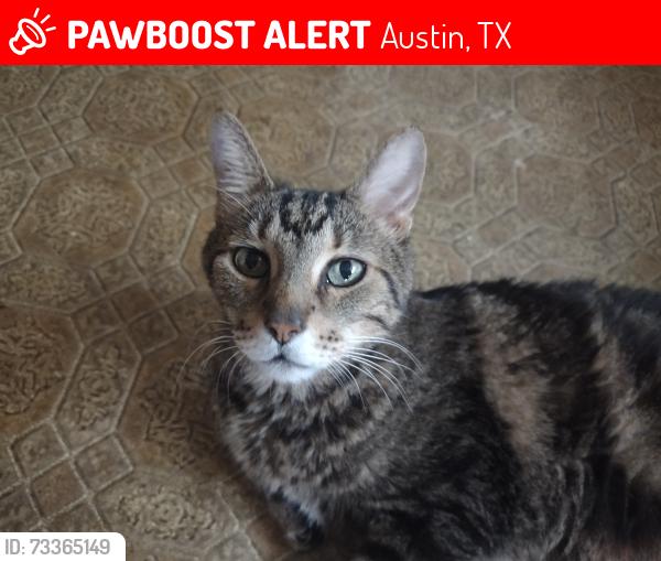 Lost Male Cat last seen Lunar Dr & Tawny Dr Wm Cannon & S Congress area, Austin, TX 78745