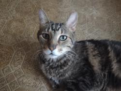 Lost Male Cat last seen Lunar Dr & Tawny Dr Wm Cannon & S Congress area, Austin, TX 78745