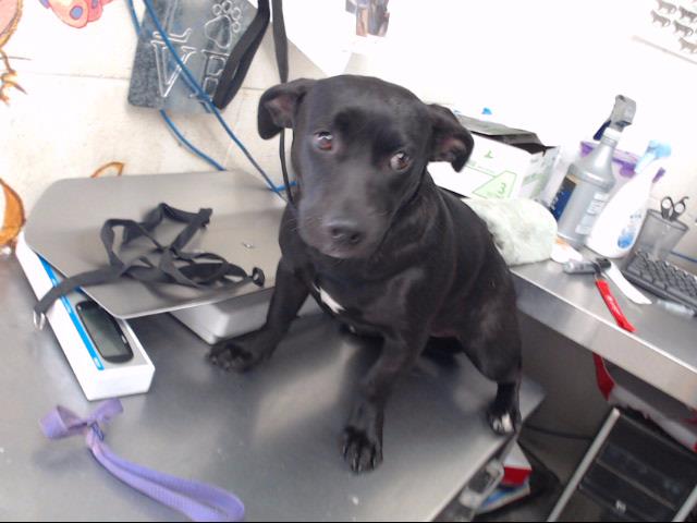 Shelter Stray Female Dog last seen NW WASH OFF OF BASELINE X VICTORIA, 333 Chandler Pl, San Bernardino, CA 92408, USA