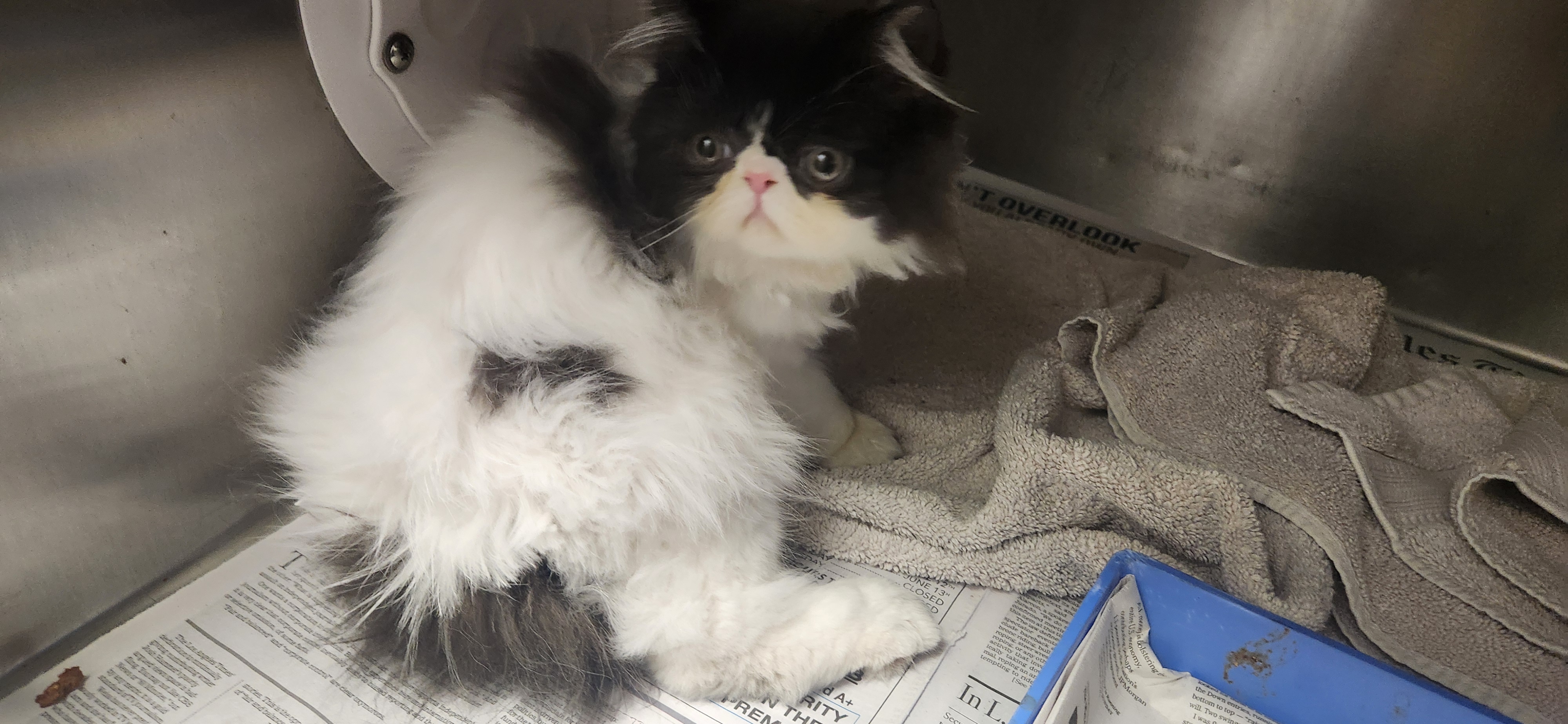Shelter Stray Male Cat last seen , 11361 W Pico Blvd, Los Angeles, CA 90064, USA