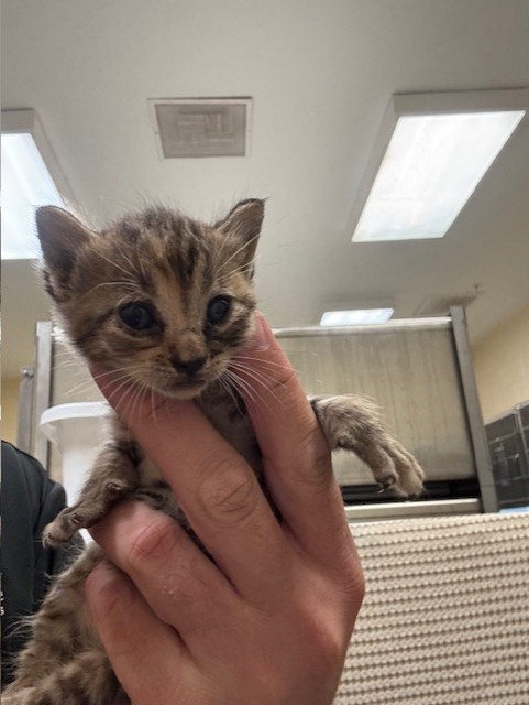 Shelter Stray Unknown Cat last seen , 232 Eslinger Way, Sanford, FL 32773, USA