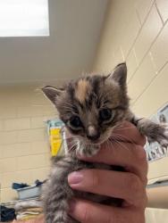 Shelter Stray Unknown Cat last seen , 232 Eslinger Way, Sanford, FL 32773, USA