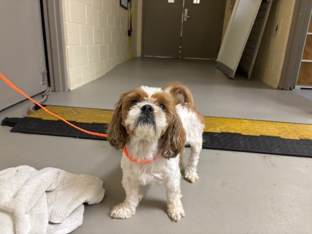 Shelter Stray Male Dog last seen , 232 Eslinger Way, Sanford, FL 32773, USA