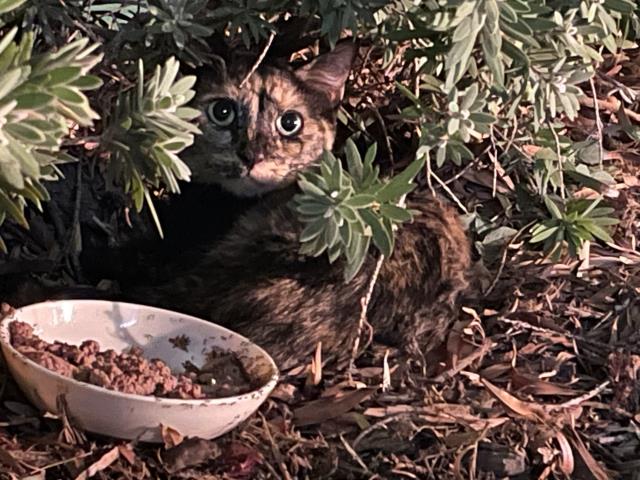 Shelter Stray Female Cat last seen Near BLOCK MAGNOLIA AVE, RIVERSIDE CA 92505, 6851 Van Buren Boulevard, Jurupa Valley, CA 92509, USA