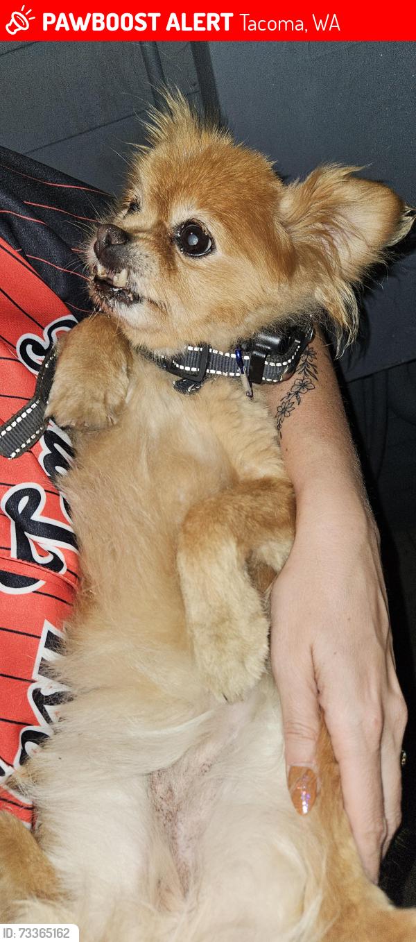 Lost Female Dog last seen S 56th and Yakima, Tacoma, WA 98408