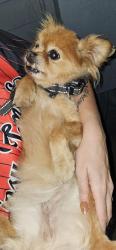 Lost Female Dog last seen S 56th and Yakima, Tacoma, WA 98408