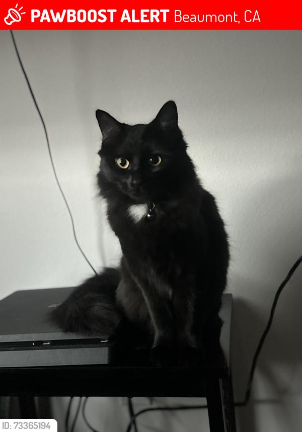 Lost Female Cat last seen Cherry valley shopping center, Beaumont, CA 92223