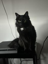 Lost Female Cat last seen Cherry valley shopping center, Beaumont, CA 92223