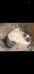 Lost Female Cat last seen Golden Gate Park, Fulton, San Francisco, CA 94121