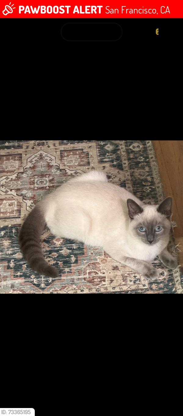 Lost Female Cat last seen Golden Gate Park, Fulton, San Francisco, CA 94121