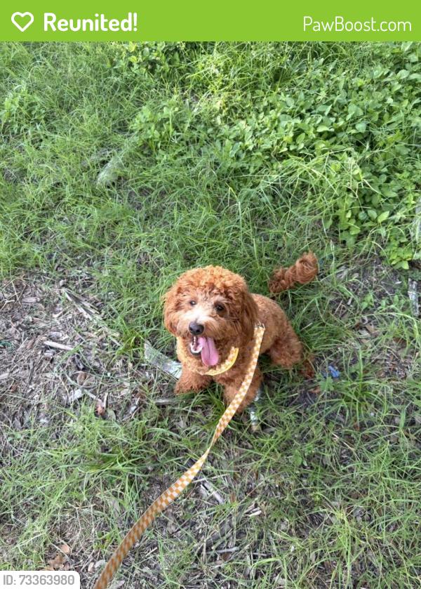 Reunited Female Dog last seen Amberlea park, Dunedin, FL 34698