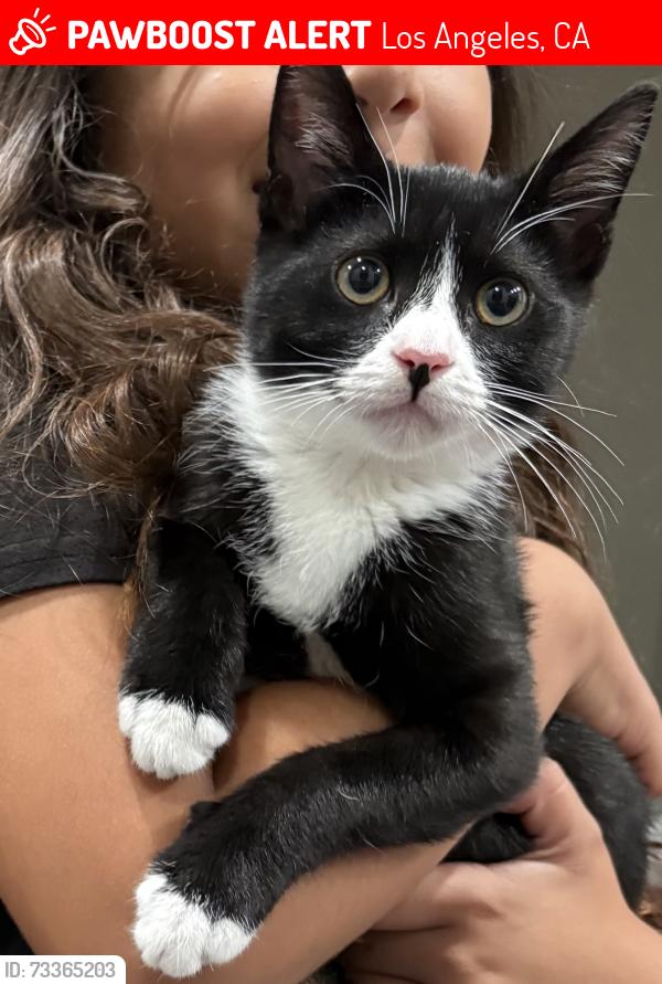 Lost Male Cat last seen Near kadota st sylmar, Los Angeles, CA 91342