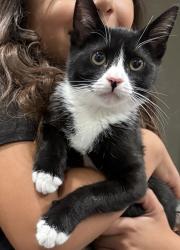 Lost Male Cat last seen Near kadota st sylmar, Los Angeles, CA 91342