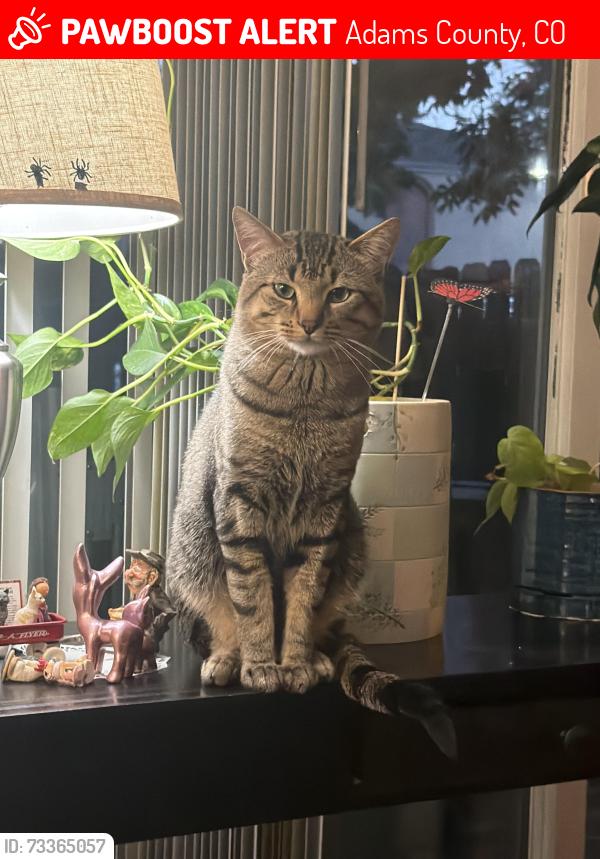 Lost Male Cat last seen Near st and Huron, Adams County, CO 80234