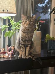 Lost Male Cat last seen Near st and Huron, Adams County, CO 80234