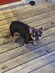 Found/Stray Female Dog last seen Villa Rica Highschool, Villa Rica, GA 30180