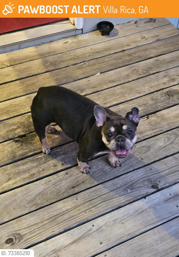 Found/Stray Female Dog last seen Villa Rica Highschool, Villa Rica, GA 30180