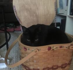 Reunited Male Cat last seen Near martense street, Brooklyn, NY 11226