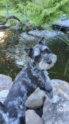 Reunited Male Dog last seen Leonard & Carpenter NW. By the Highlands., Grand Rapids, MI 49504