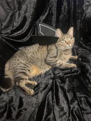 Lost Female Cat last seen Frankfort Square Rd, Frankfort, IL 60423