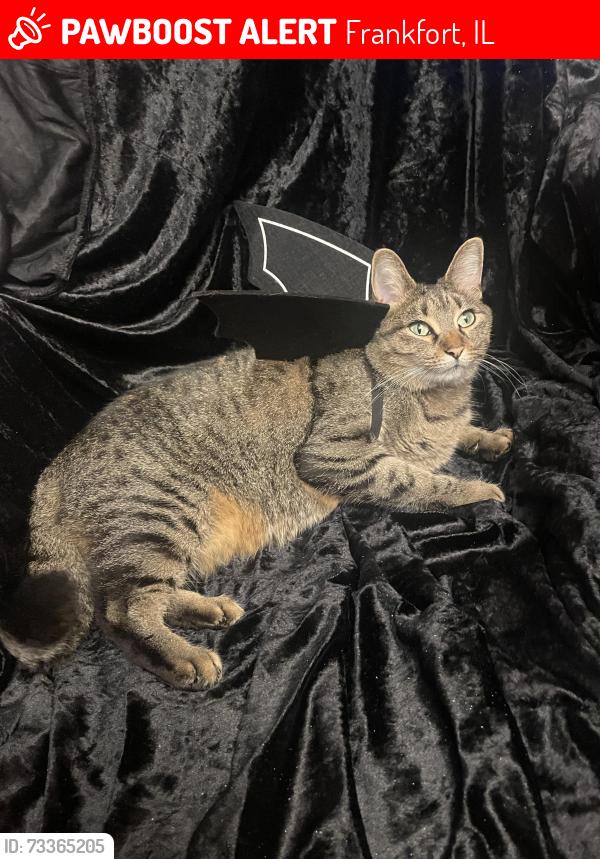 Lost Female Cat last seen Frankfort Square Rd, Frankfort, IL 60423
