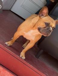 Lost Male Dog last seen Catalina and Jefferson, Los Angeles, CA 90007