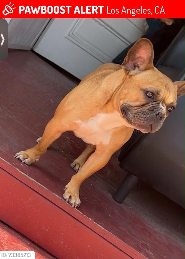 Lost Male Dog last seen Catalina and Jefferson, Los Angeles, CA 90007
