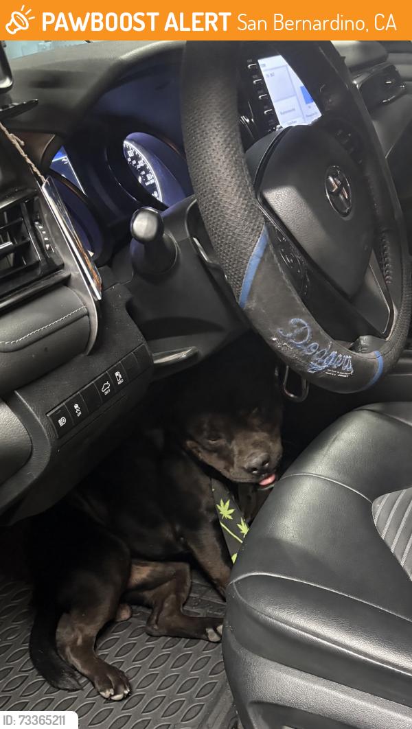 Found/Stray Male Dog last seen Baseline in Waterman, San Bernardino, CA 92410