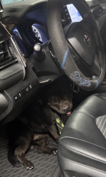 Found/Stray Male Dog last seen Baseline in Waterman, San Bernardino, CA 92410