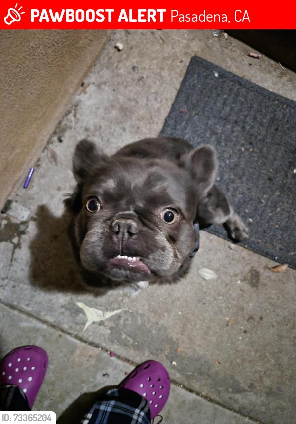 Lost Male Dog last seen El Molino and mountain, Pasadena, CA 91104