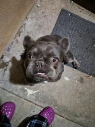 Lost Male Dog last seen El Molino and mountain, Pasadena, CA 91104