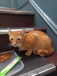 Found/Stray Unknown Cat last seen 17th and South Van Ness ave, San Francisco, CA 94110