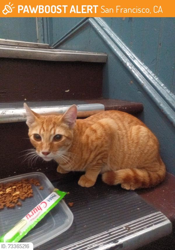Found/Stray Unknown Cat last seen 17th and South Van Ness ave, San Francisco, CA 94110