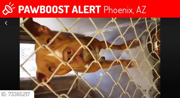 Lost Male Dog last seen Phx az, Phoenix, AZ 85008