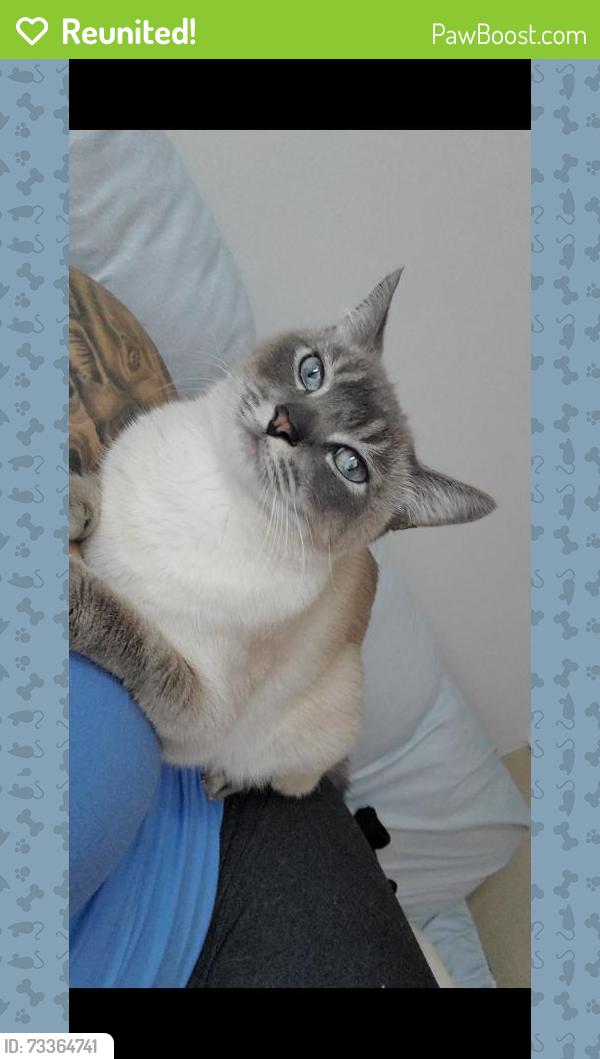 Reunited Male Cat last seen I live on the corner on the 4th floor, Vancouver, BC V5N 5K9