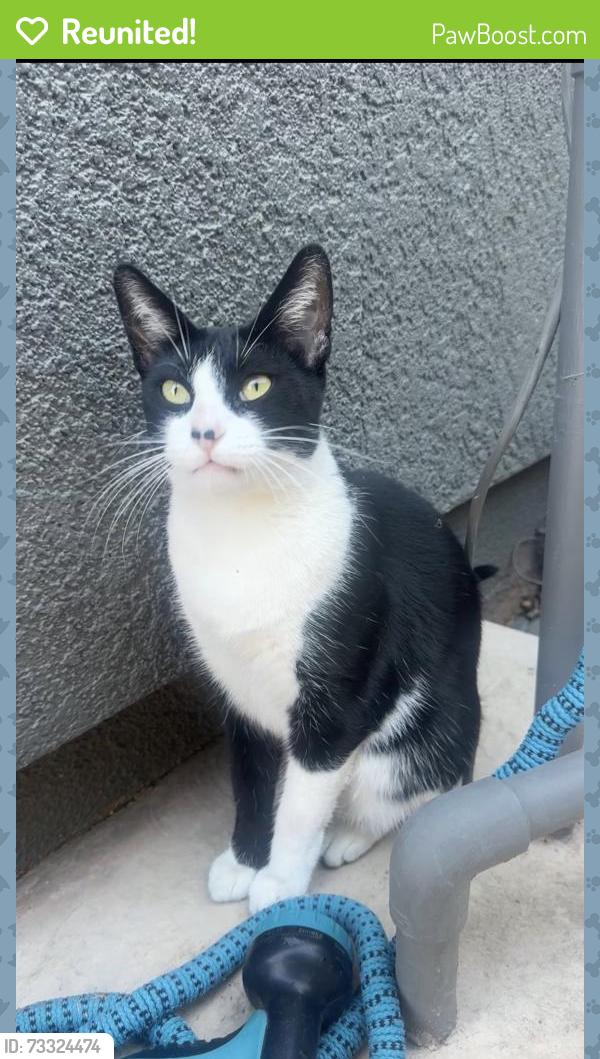 Reunited Female Cat last seen Yosemite and MacArthur, Yosemite and Sentinel Drive, Tracy, CA 95304