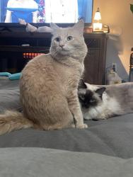 Lost Male Cat last seen Zoe and Saturn, Huntington Park, CA 90255